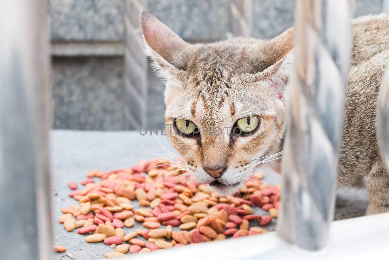 Cat eye look unfriendly and food.