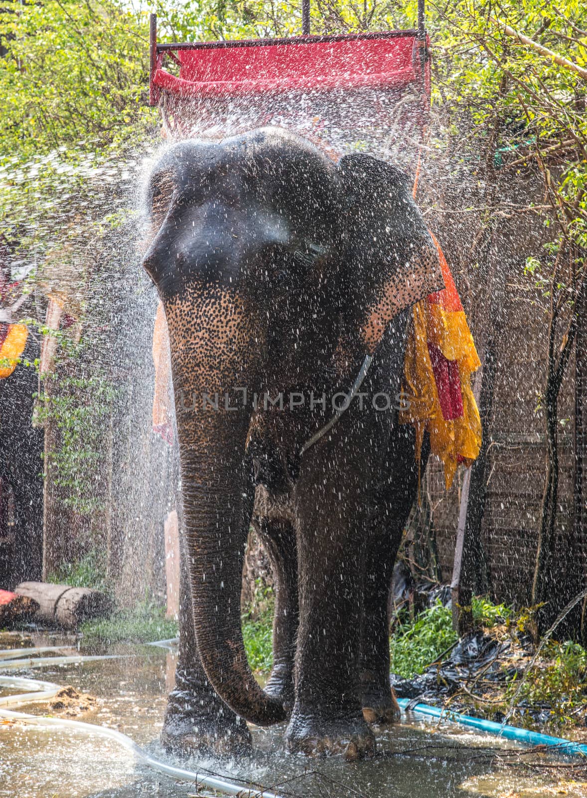 Elephant bathing in the farm.