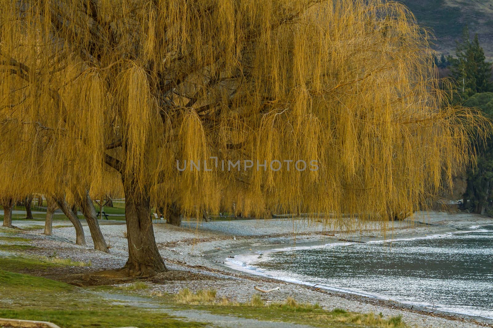 Yellow tree on the lake bank by Chudakov