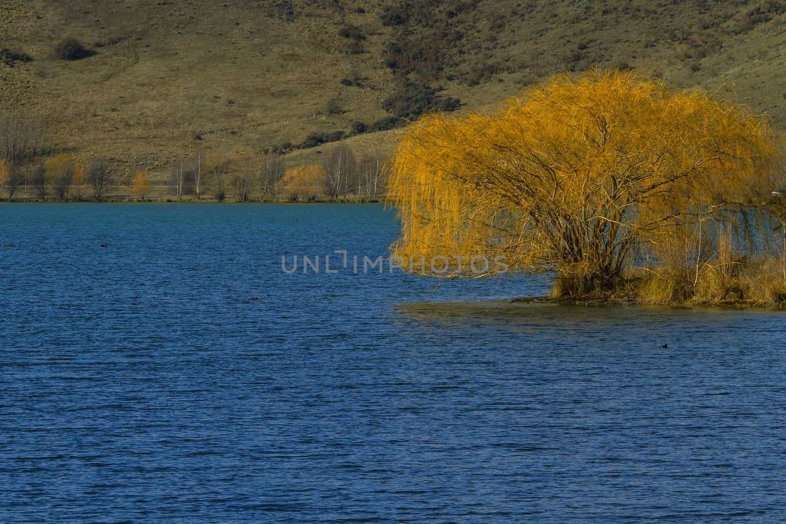 Yellow tree on the lake bank by Chudakov
