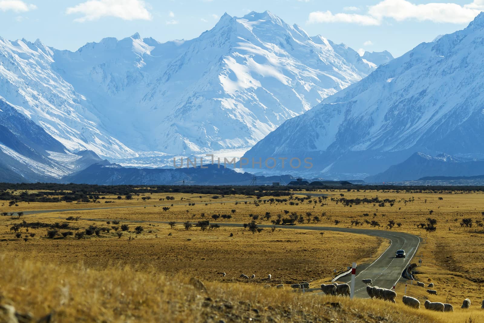 Sheep on the meadow near mount Cook in New Zealand