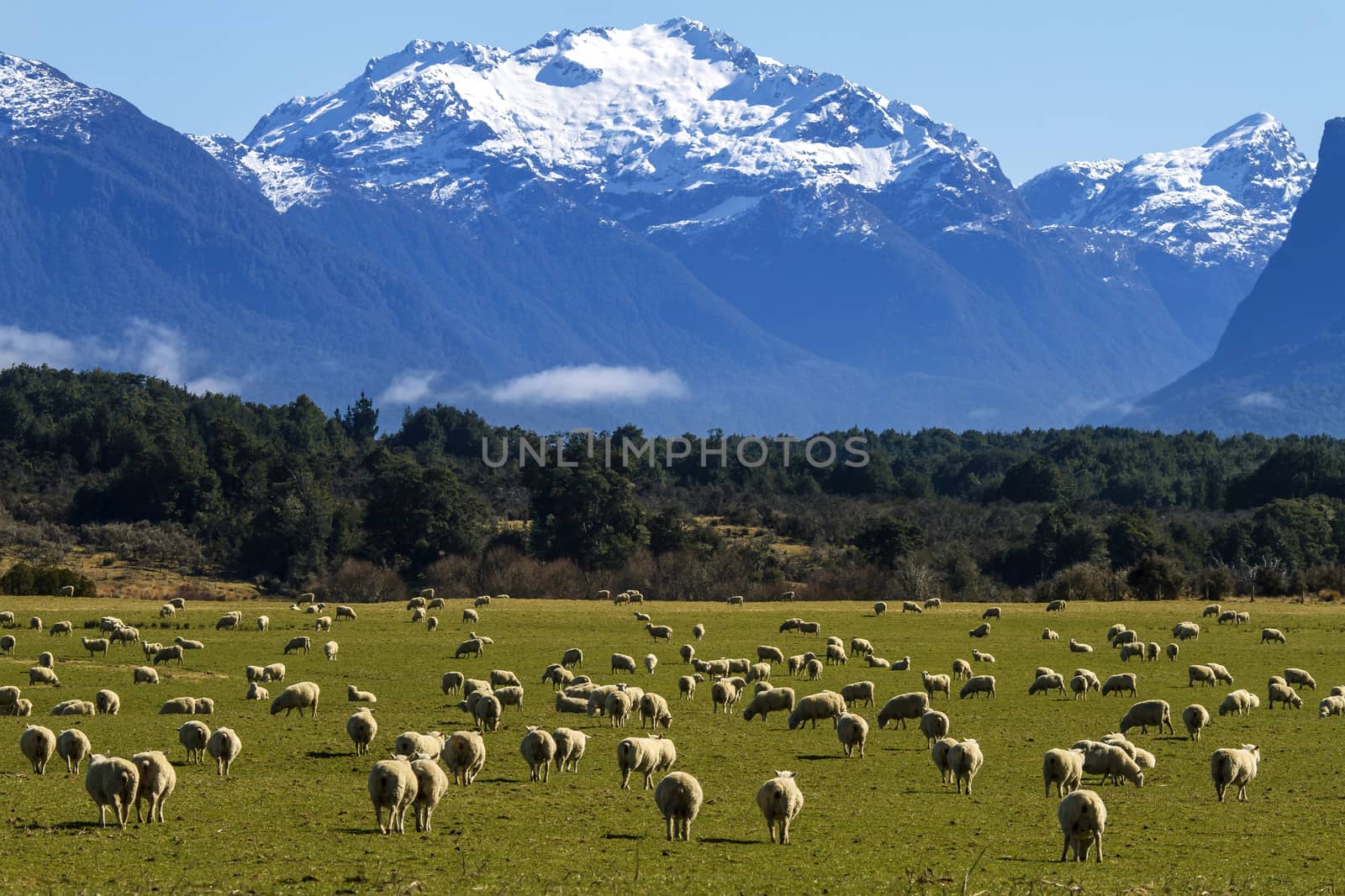 Sheep on the meadow in New Zealand