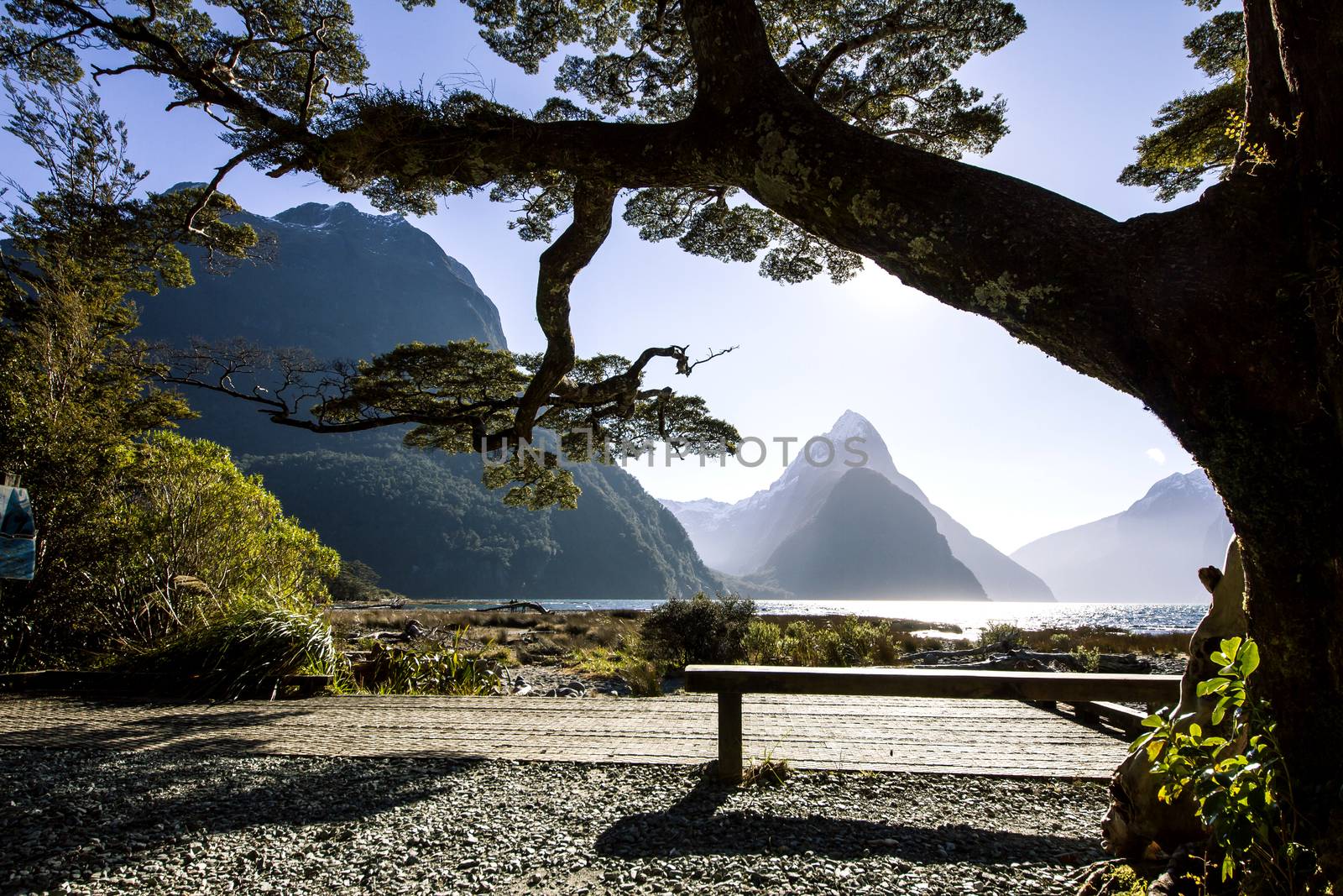 Landscape with a bench, tree and mountains on background, Milford Sound