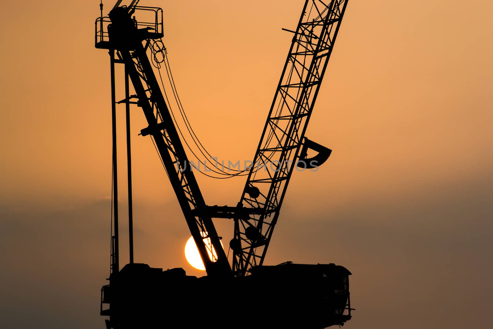 Cranes with the sunset,close-up