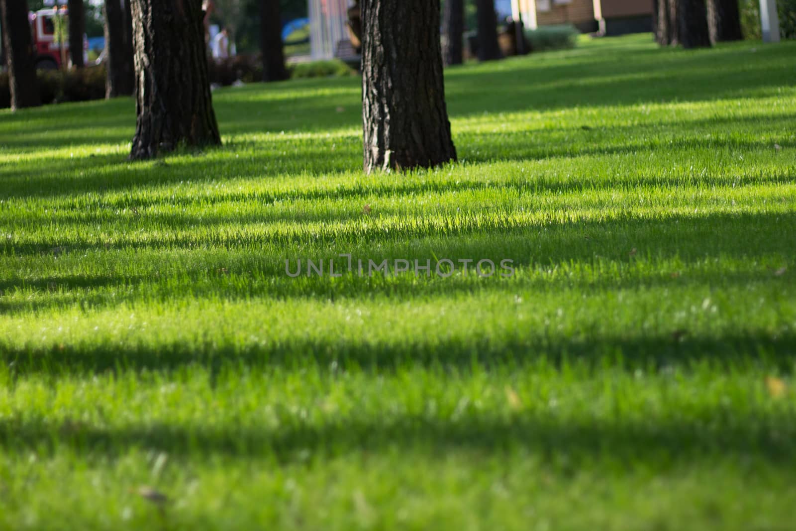 Sunlight strips on green grass in city park by VeraVerano
