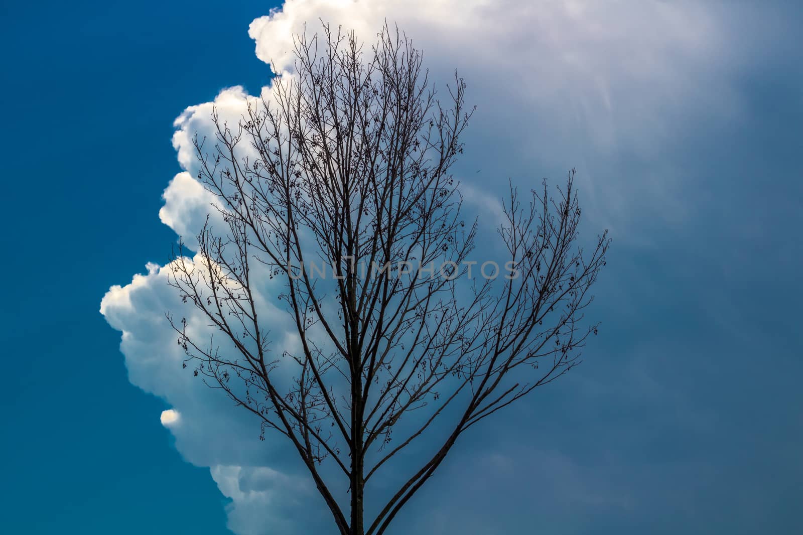 Cloudy tree before storm