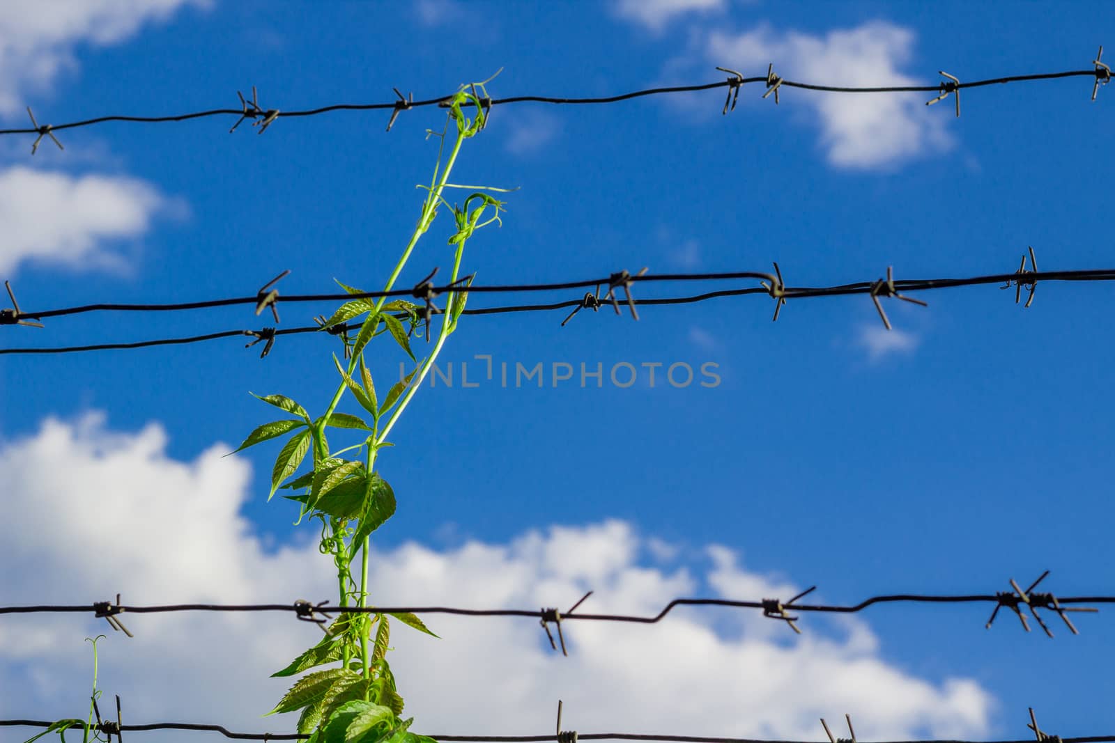 Sprout conquests barbed wire striving to blue sky and clouds