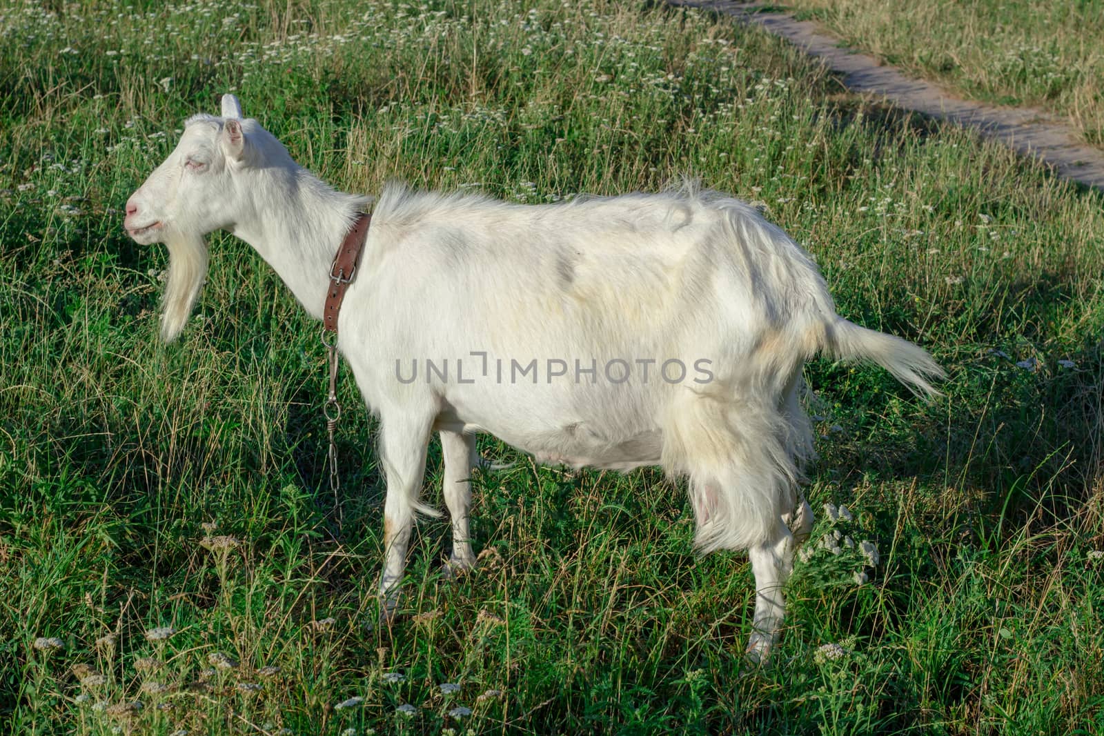 White goat grasses on village field, countryside vacation