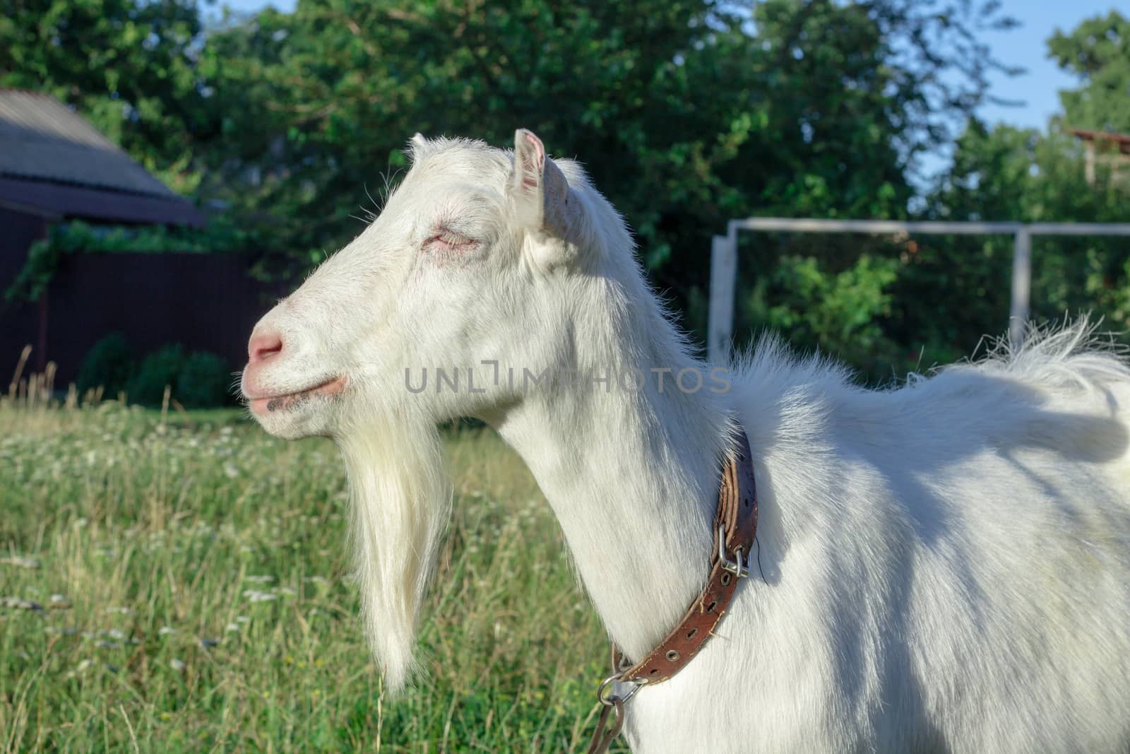 White goat grasses on village field, countryside vacation