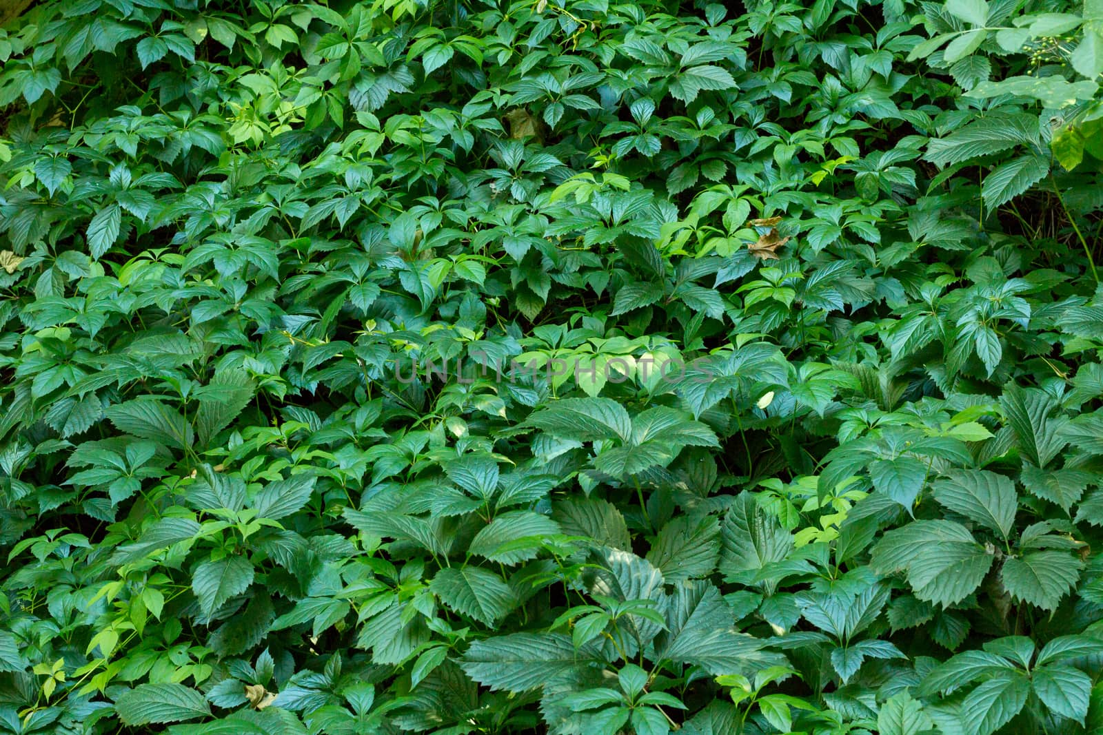 Virginia creeper, wild grape green flora background