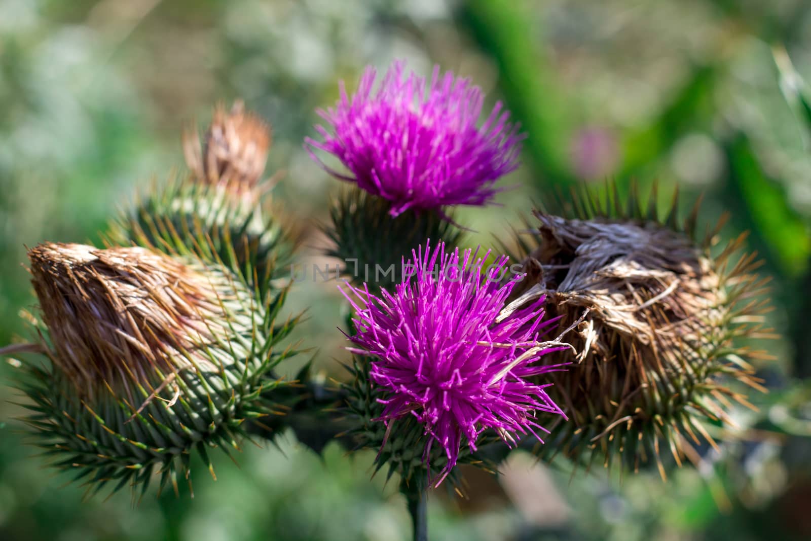 Saint-Mary-thistle purple flowers and thorns