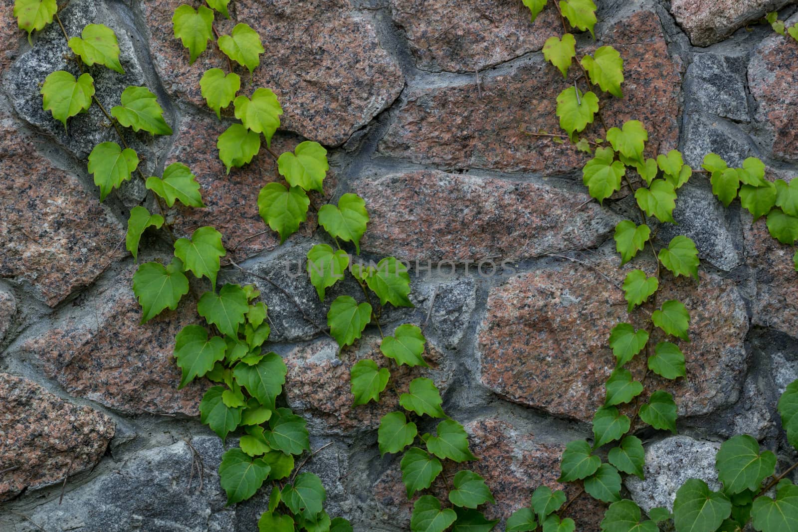 Green ivy climbs on brick wall-  background