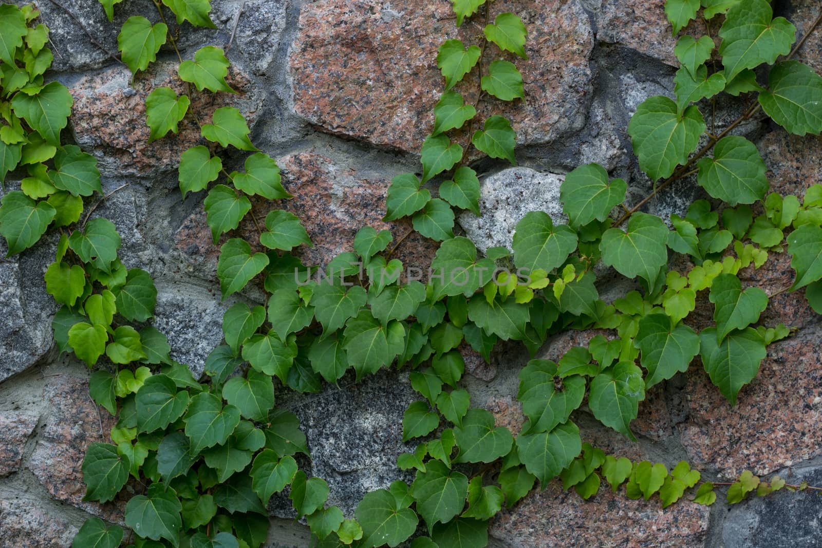 Green ivy liana climbs on brick wall-  background by VeraVerano