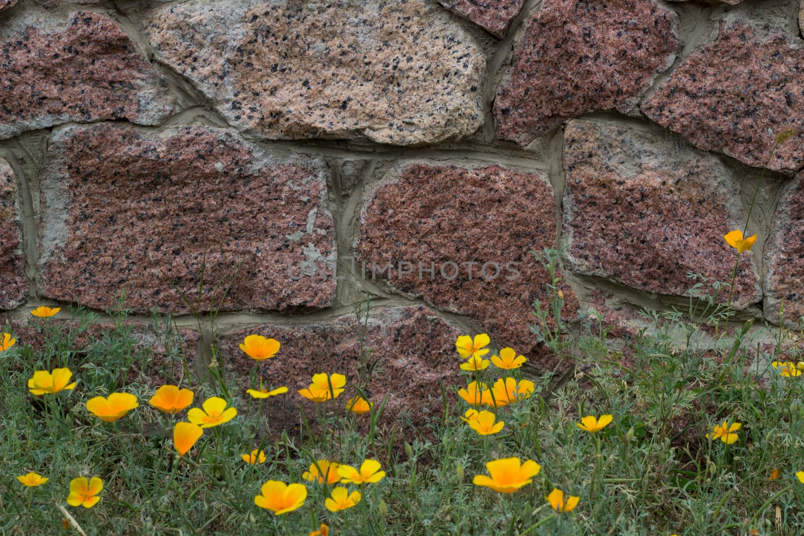 Brick wall, yellow flowers and green grass background by VeraVerano
