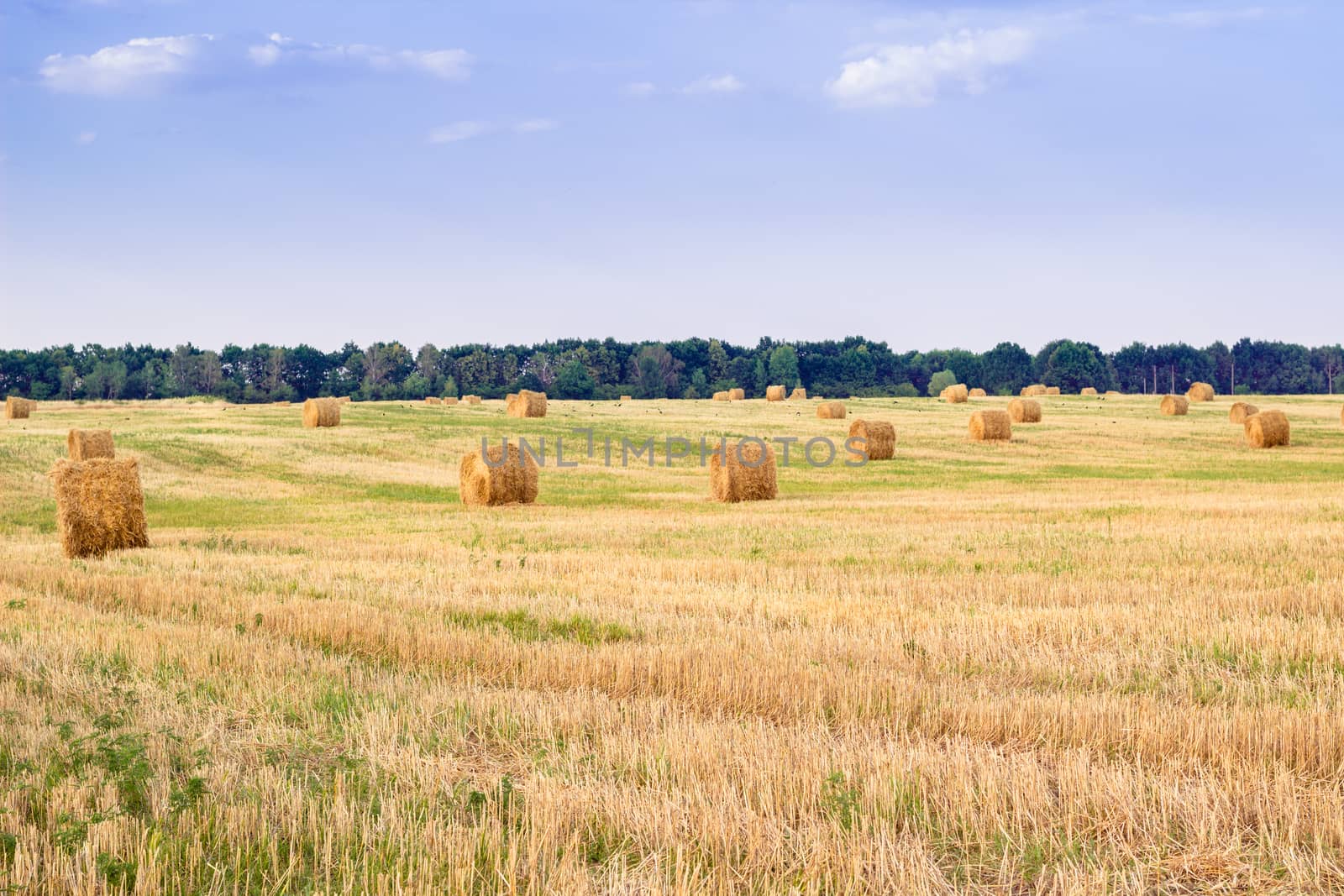 Hay stacks on countryside field during harvest time by VeraVerano