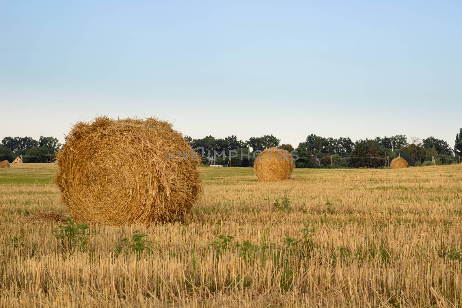 Hay dry stacks on countryside field during harvest time by VeraVerano