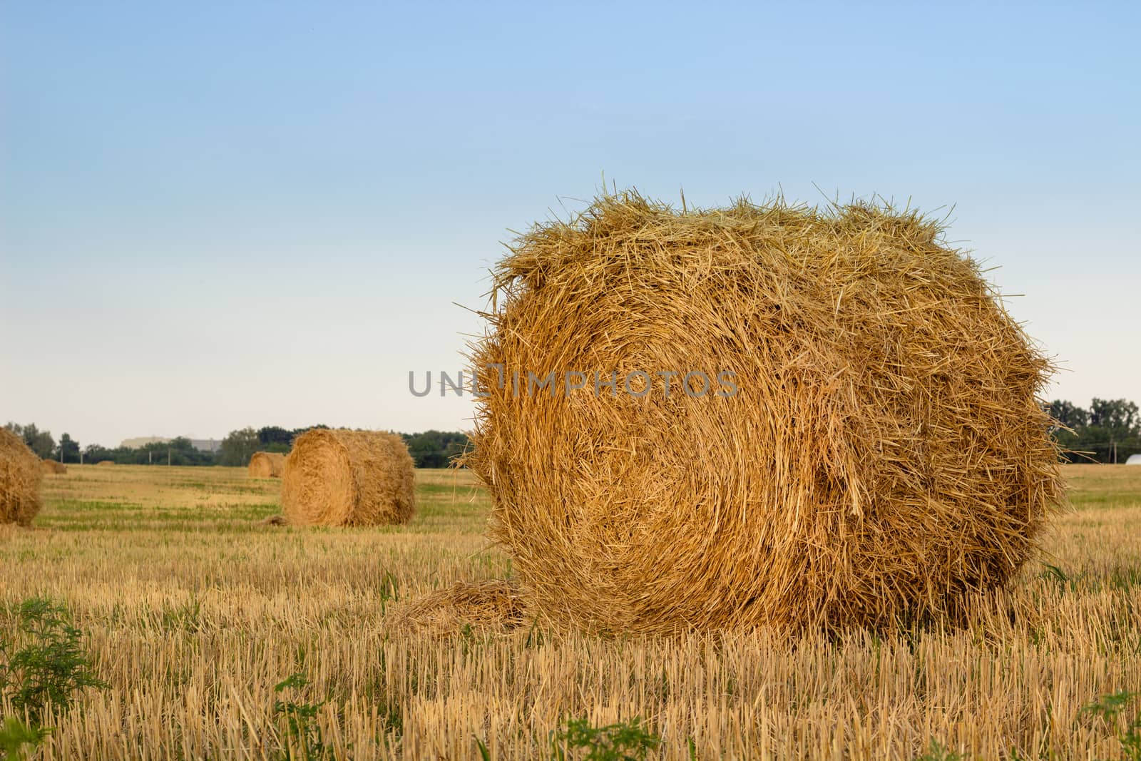 Dry hay stacks on field during harvest time by VeraVerano