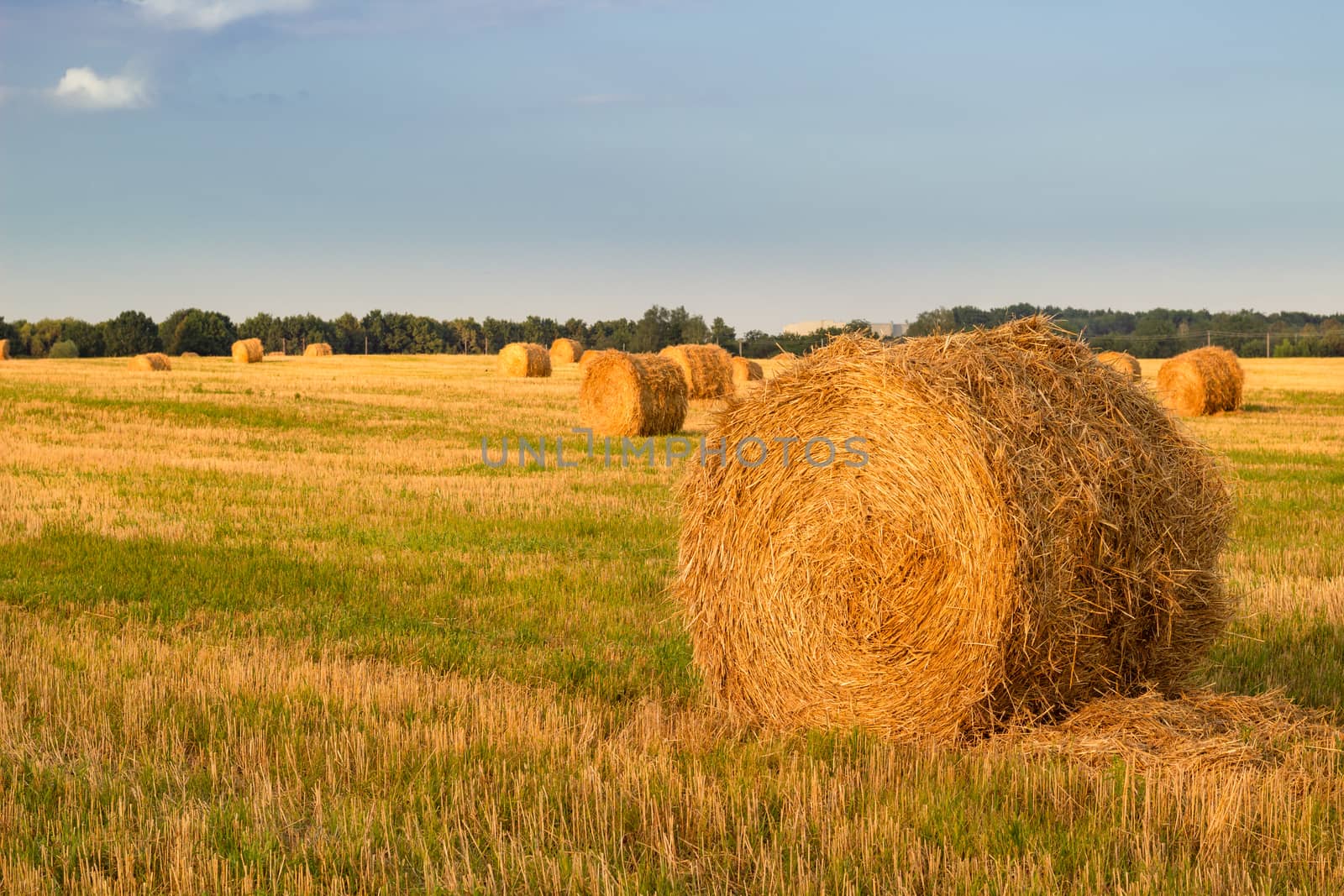 Dry hay stacks on countryside field during harvest sunset time