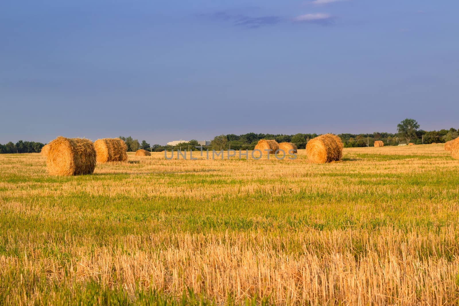 Dry hay stacks on sunset field during harvest time