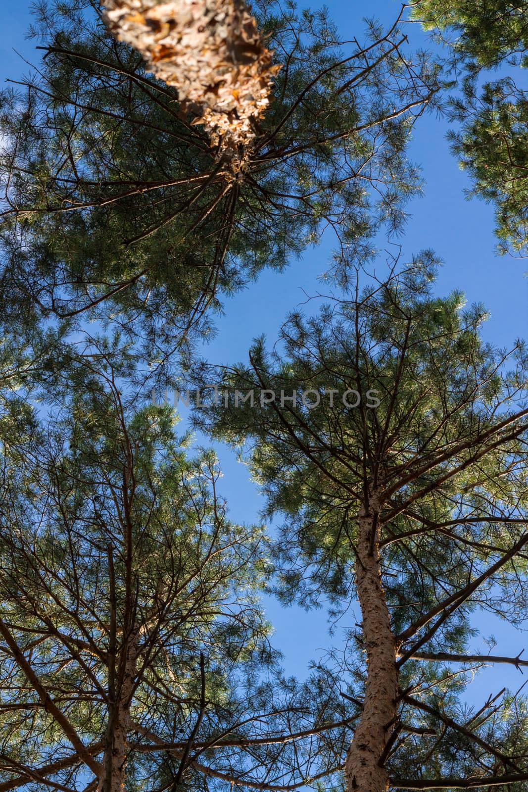 Pine stems tops sky look-up