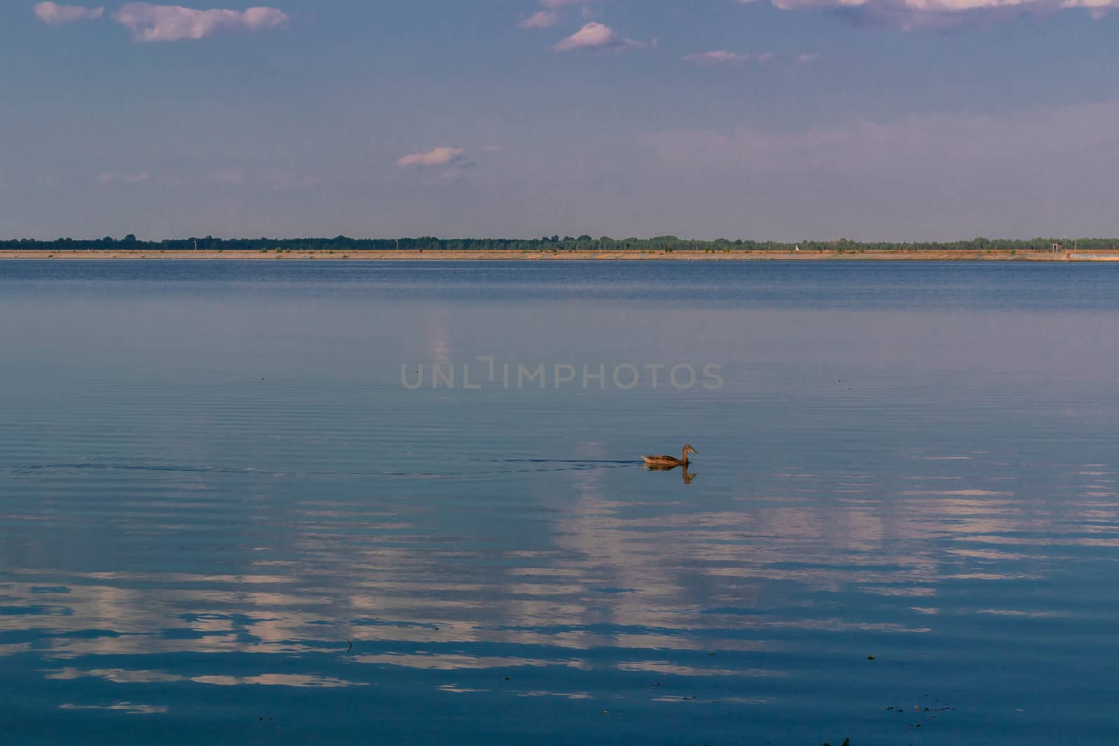 Relaxing water landscape with lonely duck and clouds reflection