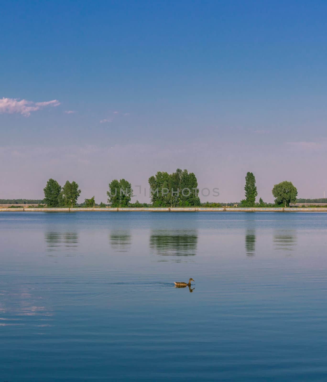 Relaxing water landscape with duck and trees reflections