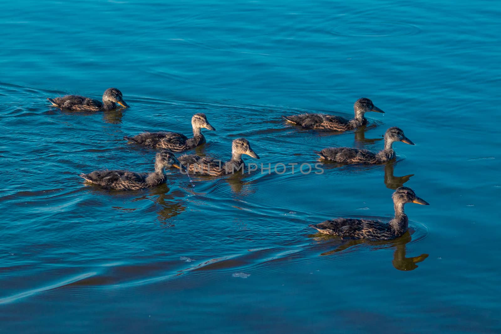 Duck family swims on lake
