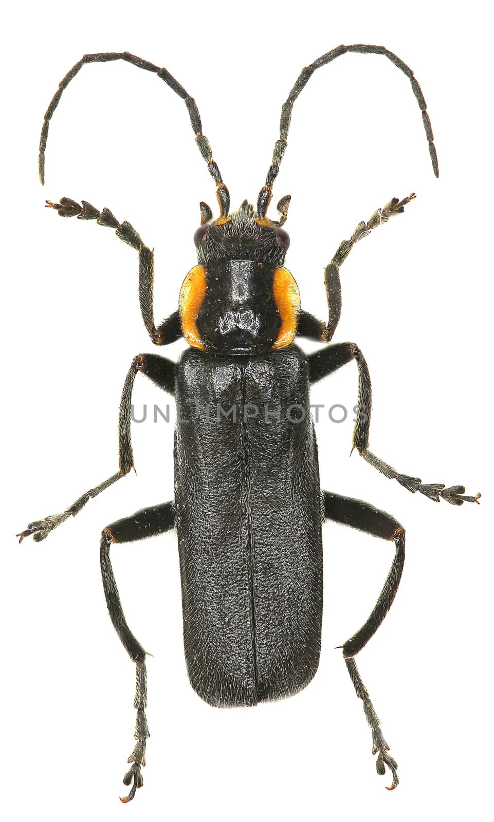 Black Soldier Beetle on white Background  -  Cantharis obscura (Linnaeus, 1758)