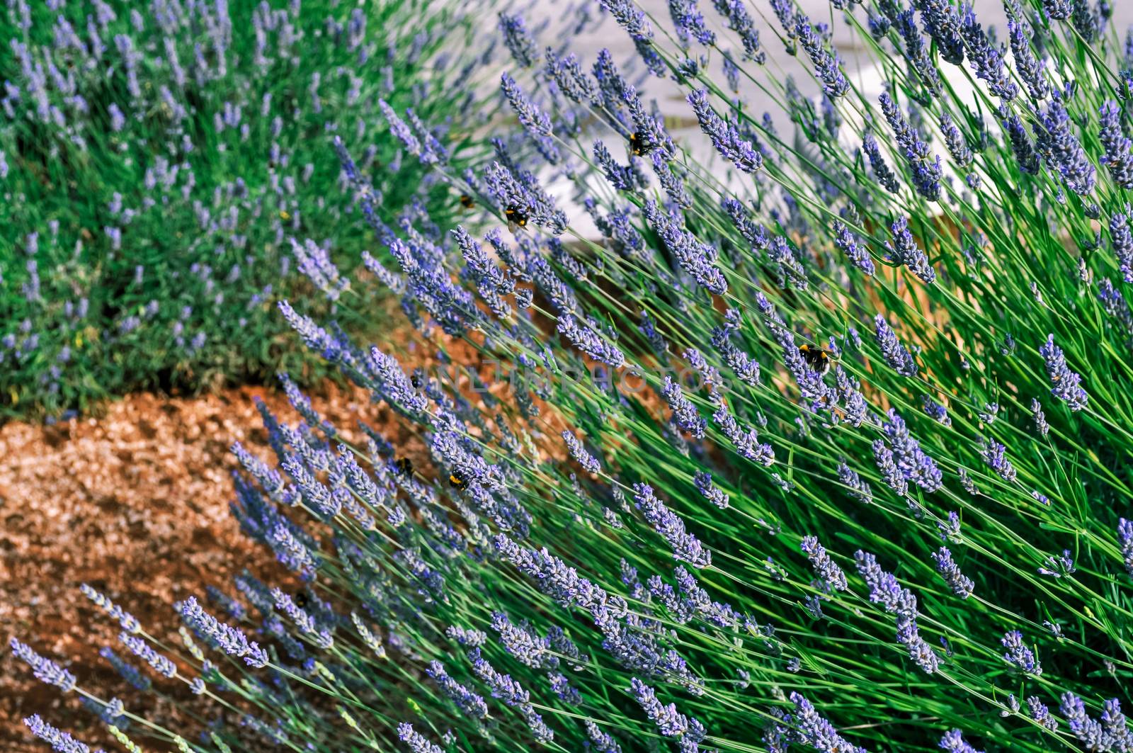 Bumblebees in blooming lavender