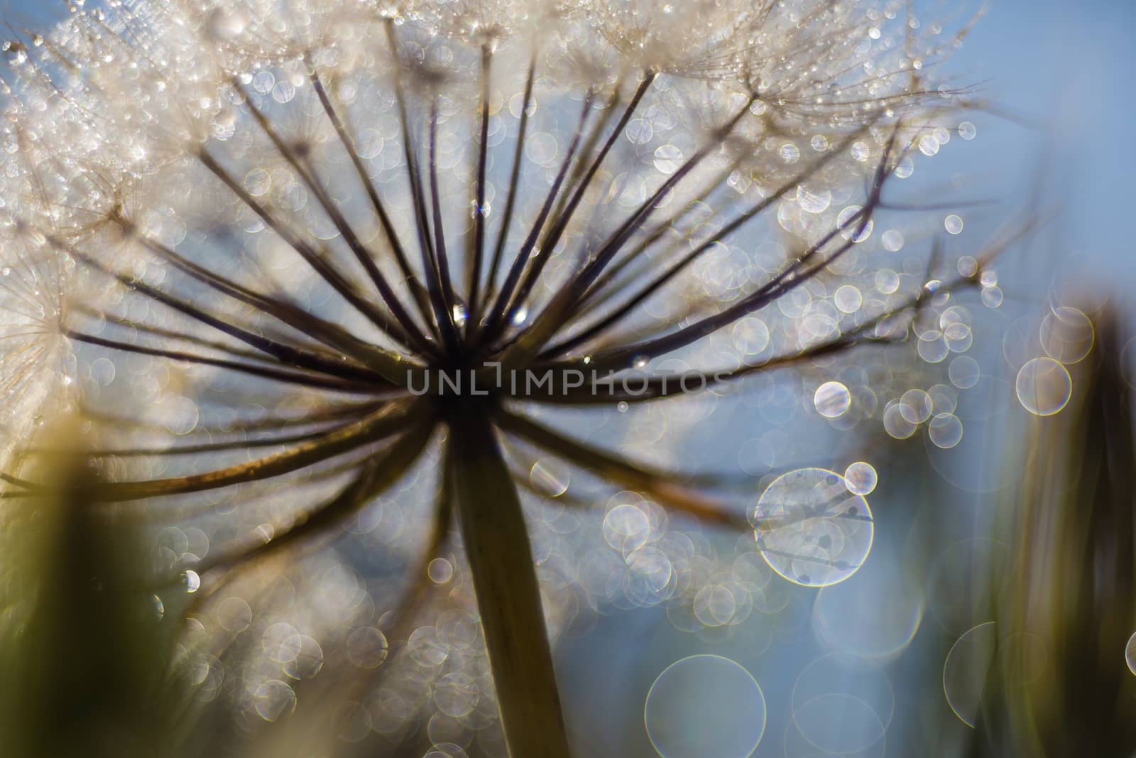 floral background, dandelion closeup with drops of dew