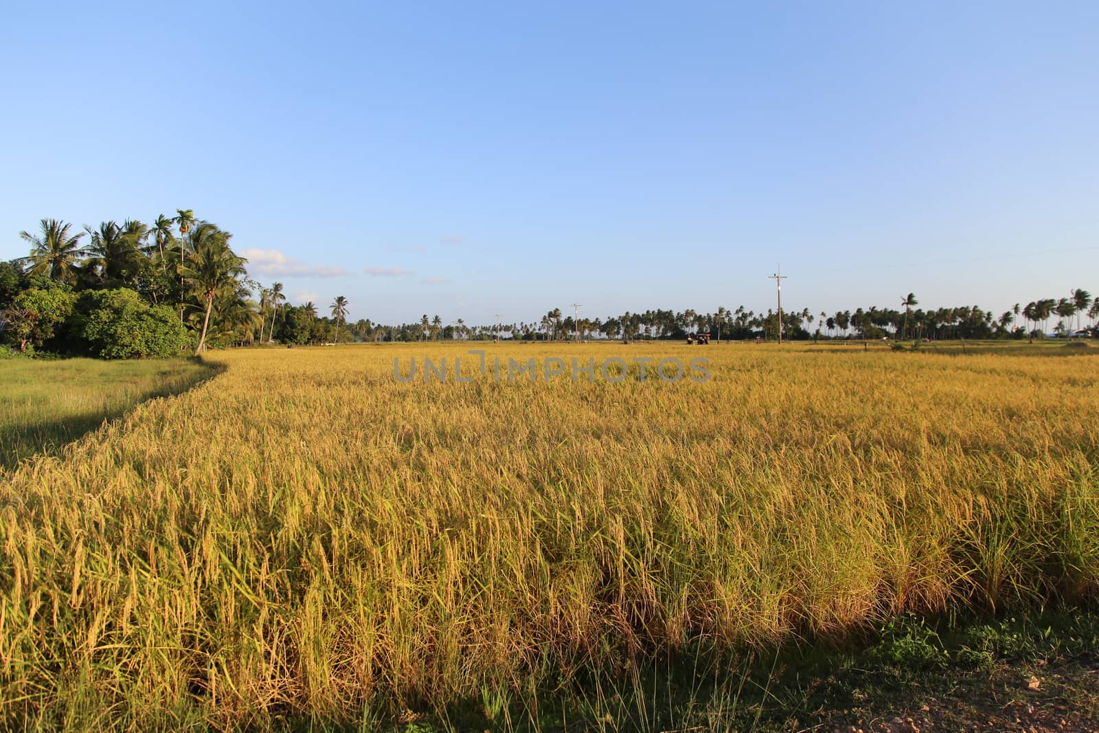 Rice Field at Koh-Sukorn in Trang, Thailand by ngarare