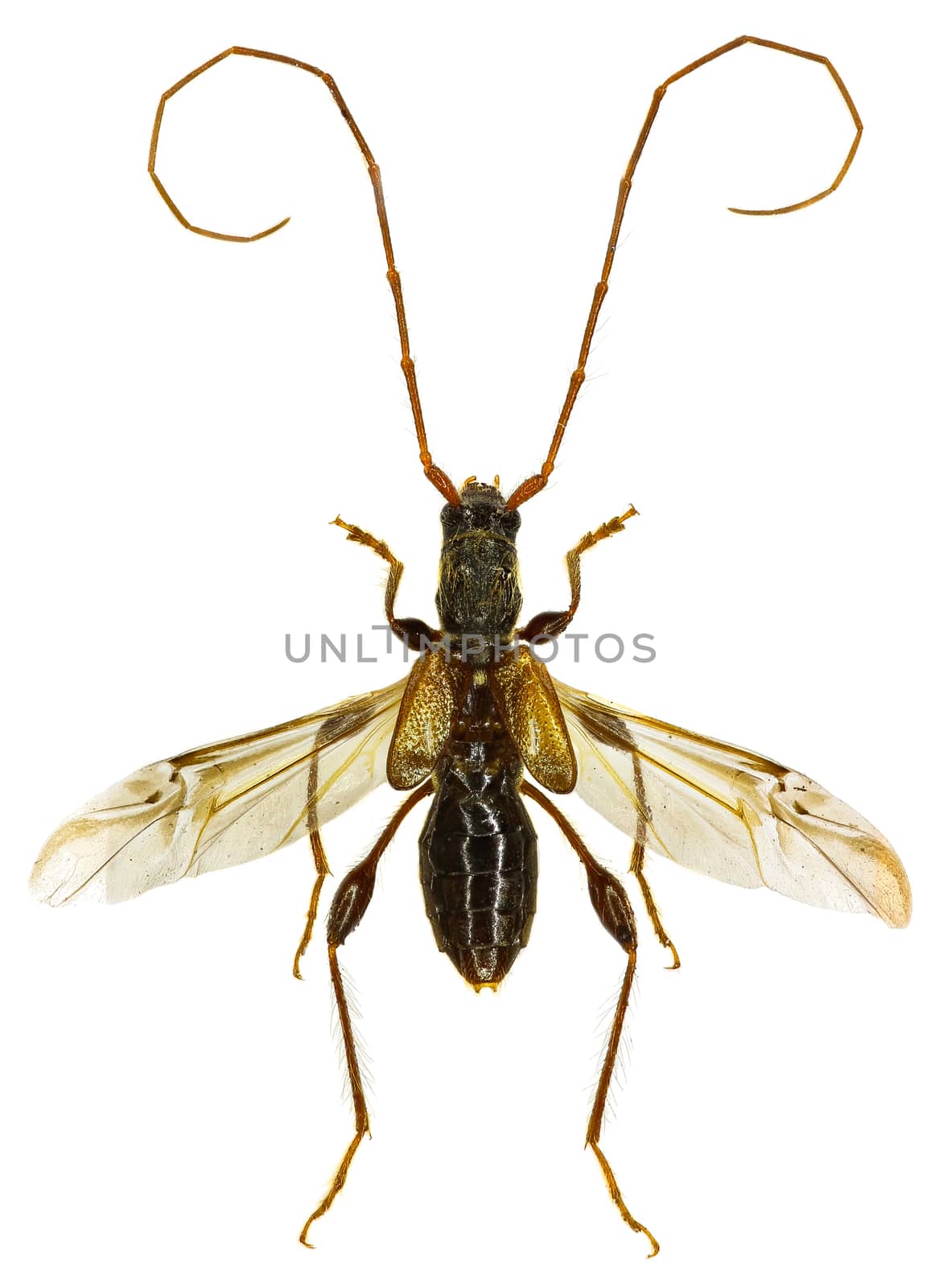 Longhorn Beetle Molorchus on white Background  -  Molorchus minor  (Linnaeus, 1758) by gstalker