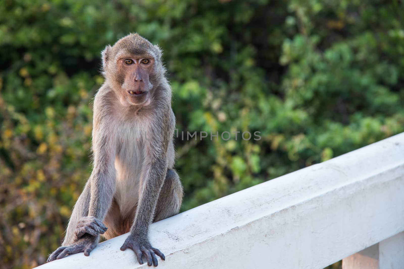 cute macaque sitting on green forest background