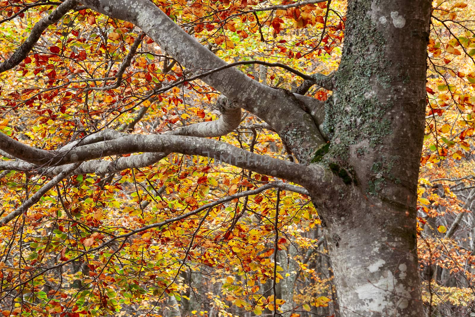Autumn colors on the leaves of a tree