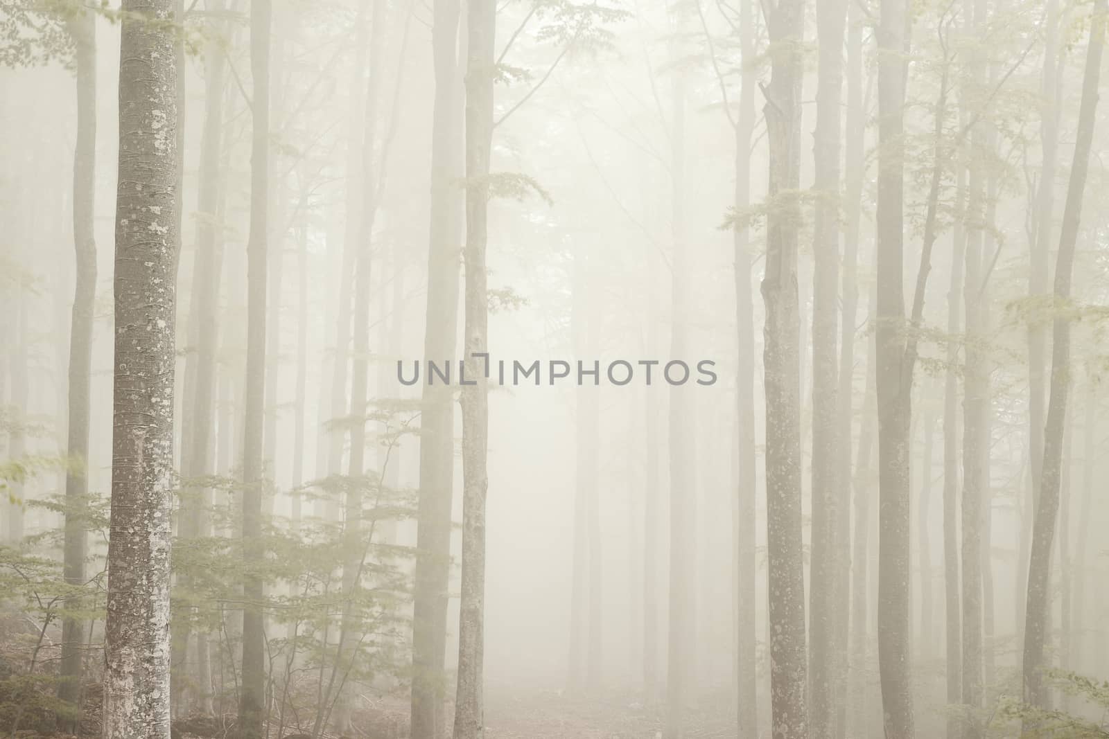 Fog in the park of Mount Amiata, Tuscany by LuigiMorbidelli