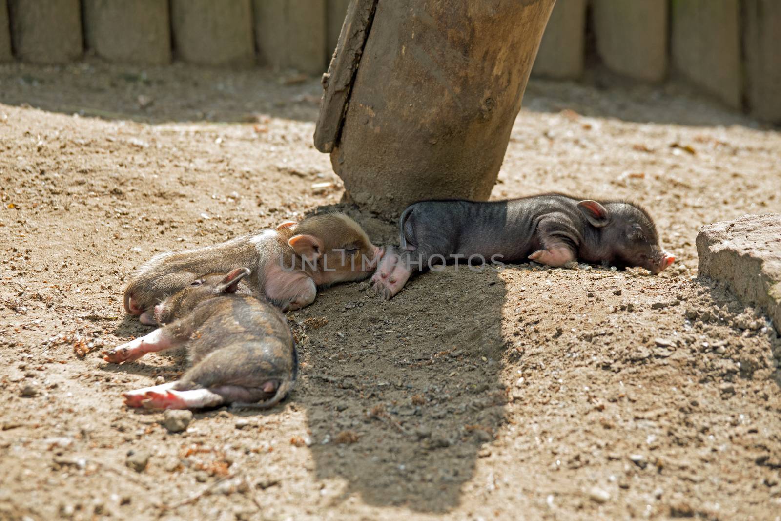 Several pot bellied pig (piglet)