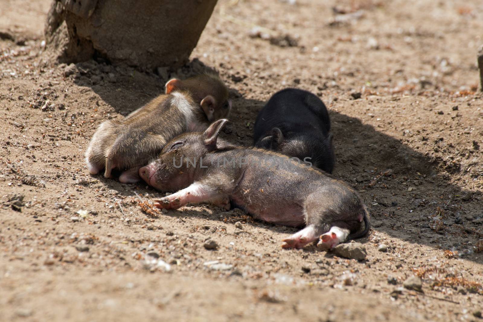 Several pot bellied pig (piglet)