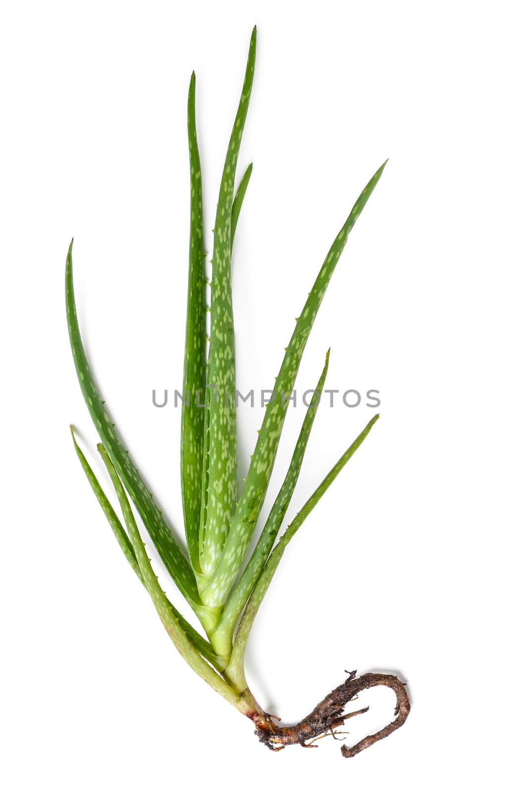 aloe vera plant with root on white background