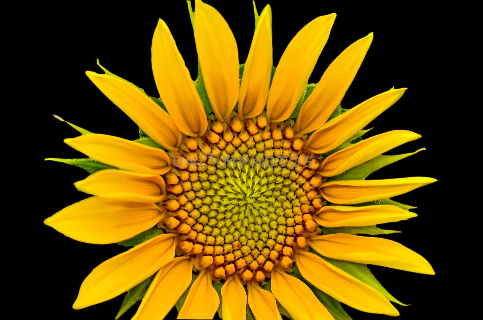 sunflower closeup on black background