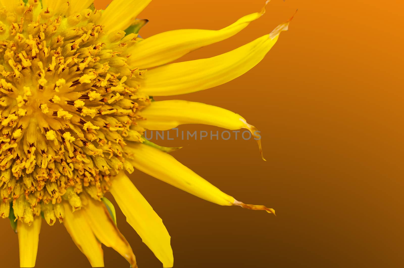 sunflowers close up on two tone background