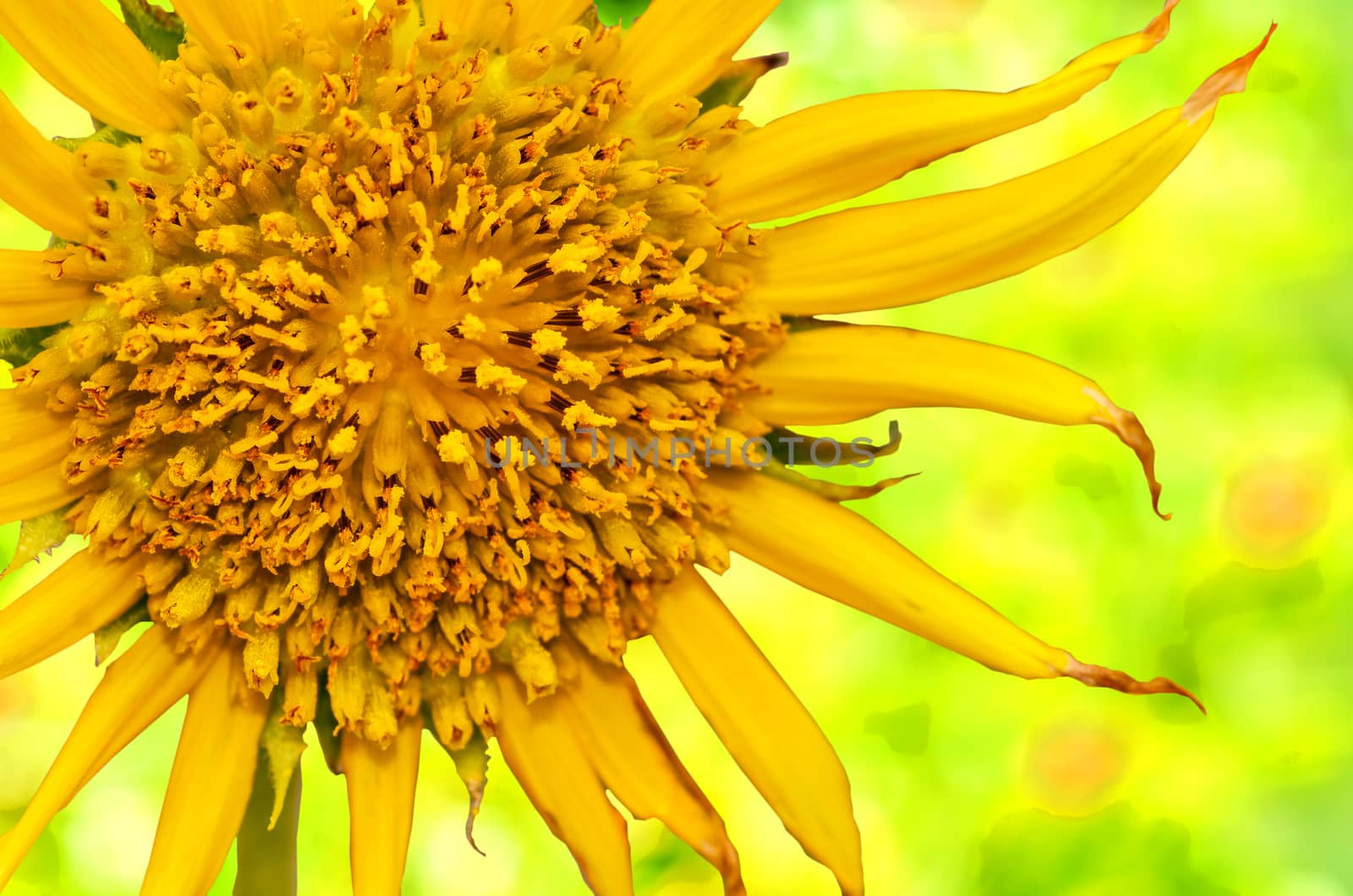 sunflowers isolate on green nature background