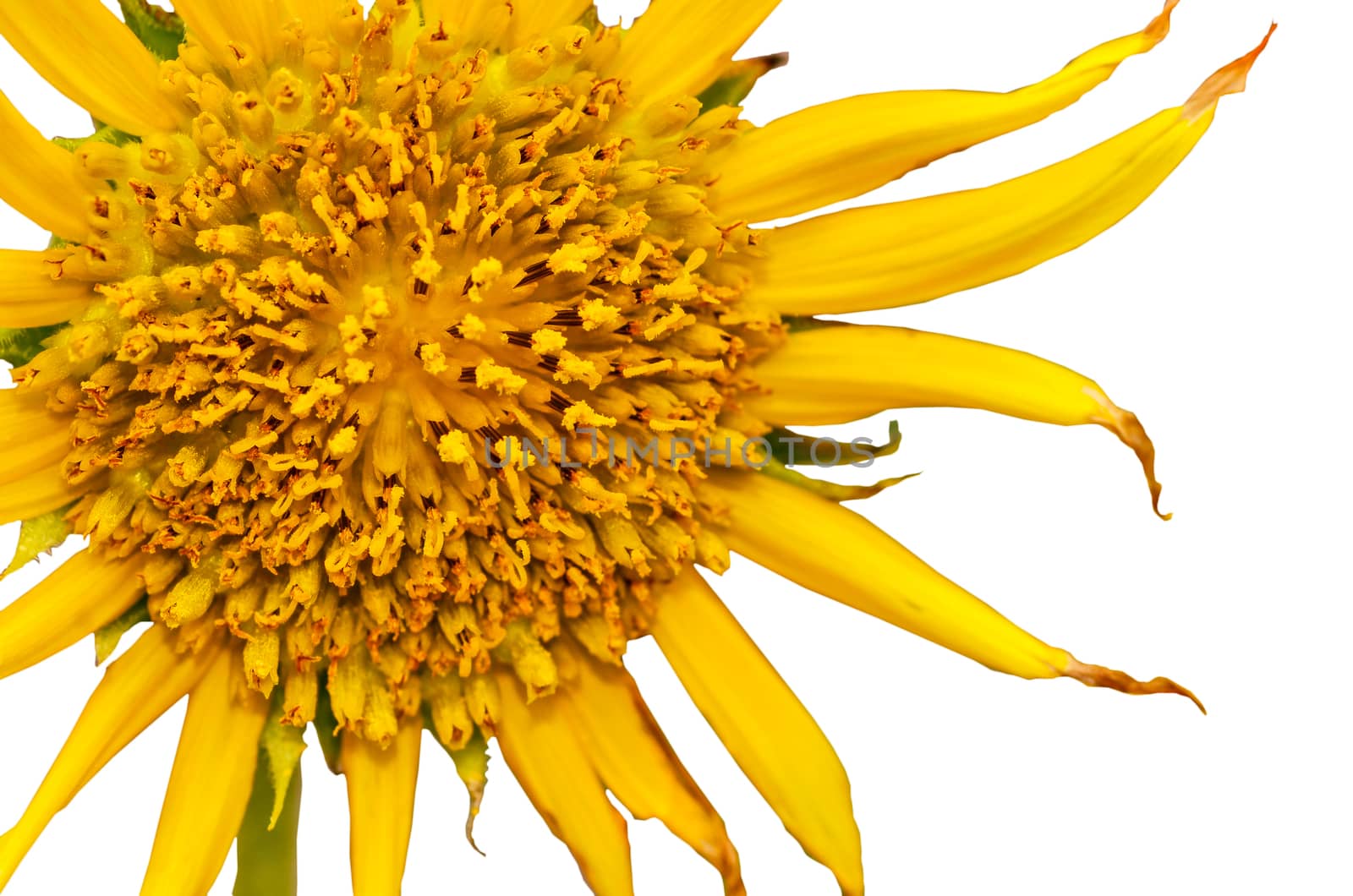 sunflowers isolate on white background