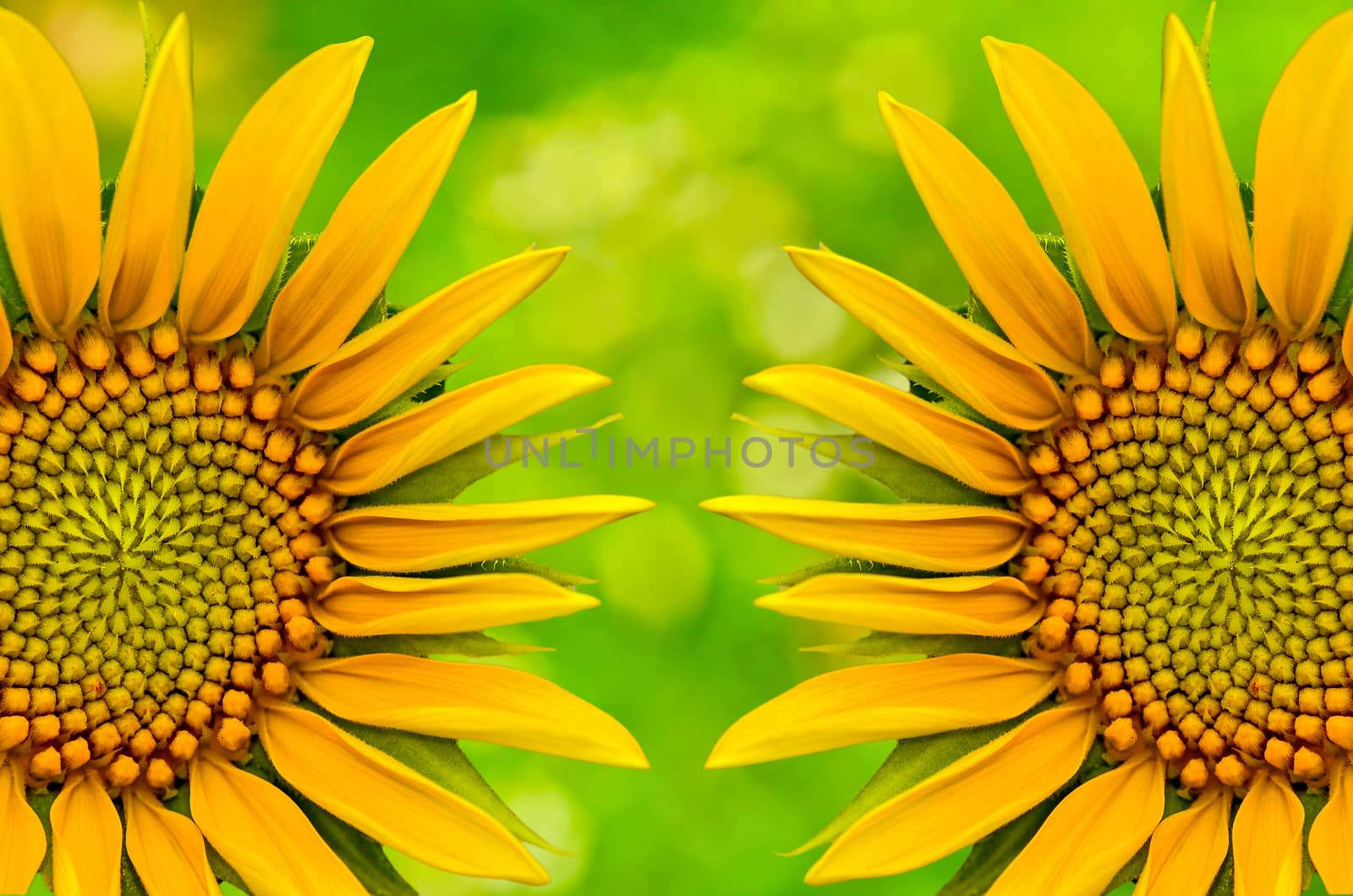 sunflower closeup by raweenuttapong