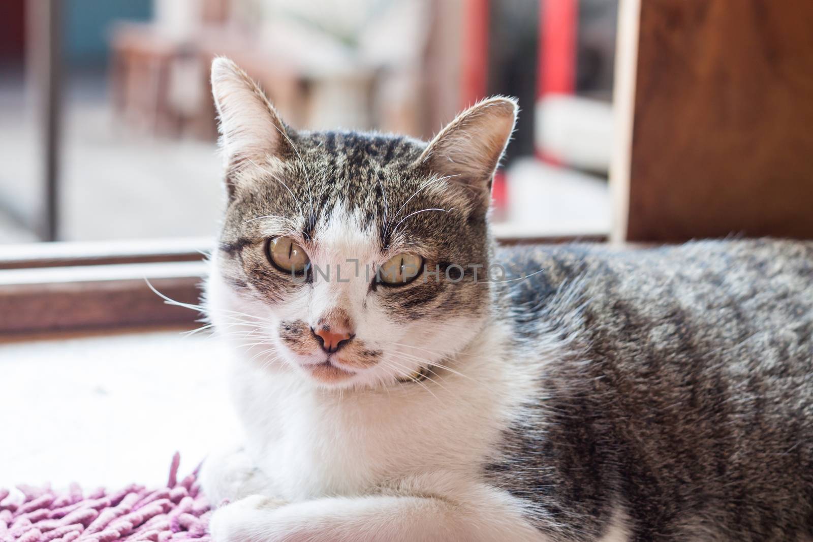 Thai cat lying down at home, stock photo