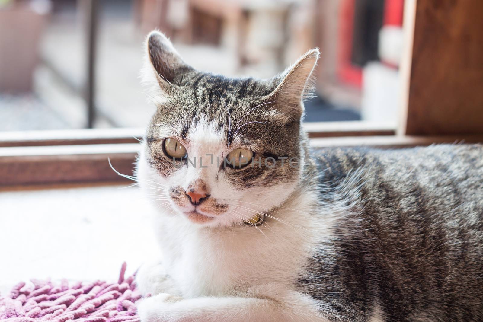 Thai cat lying down at home, stock photo