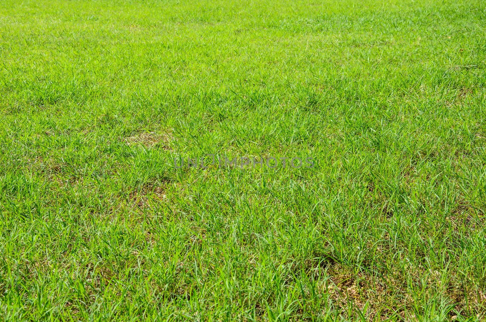 Green grass background