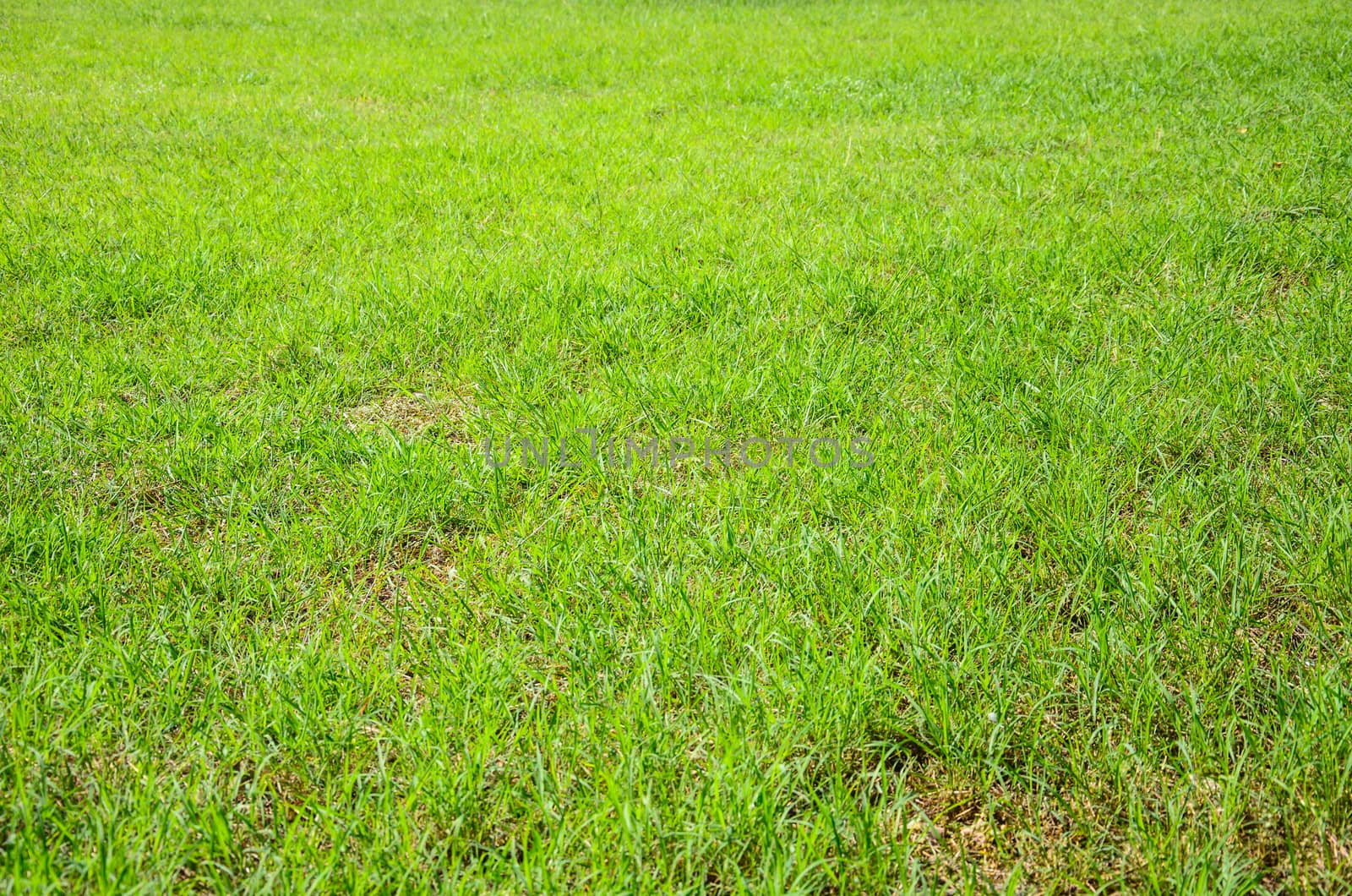 Green meadow grass field for football in Thailand by worrayuth