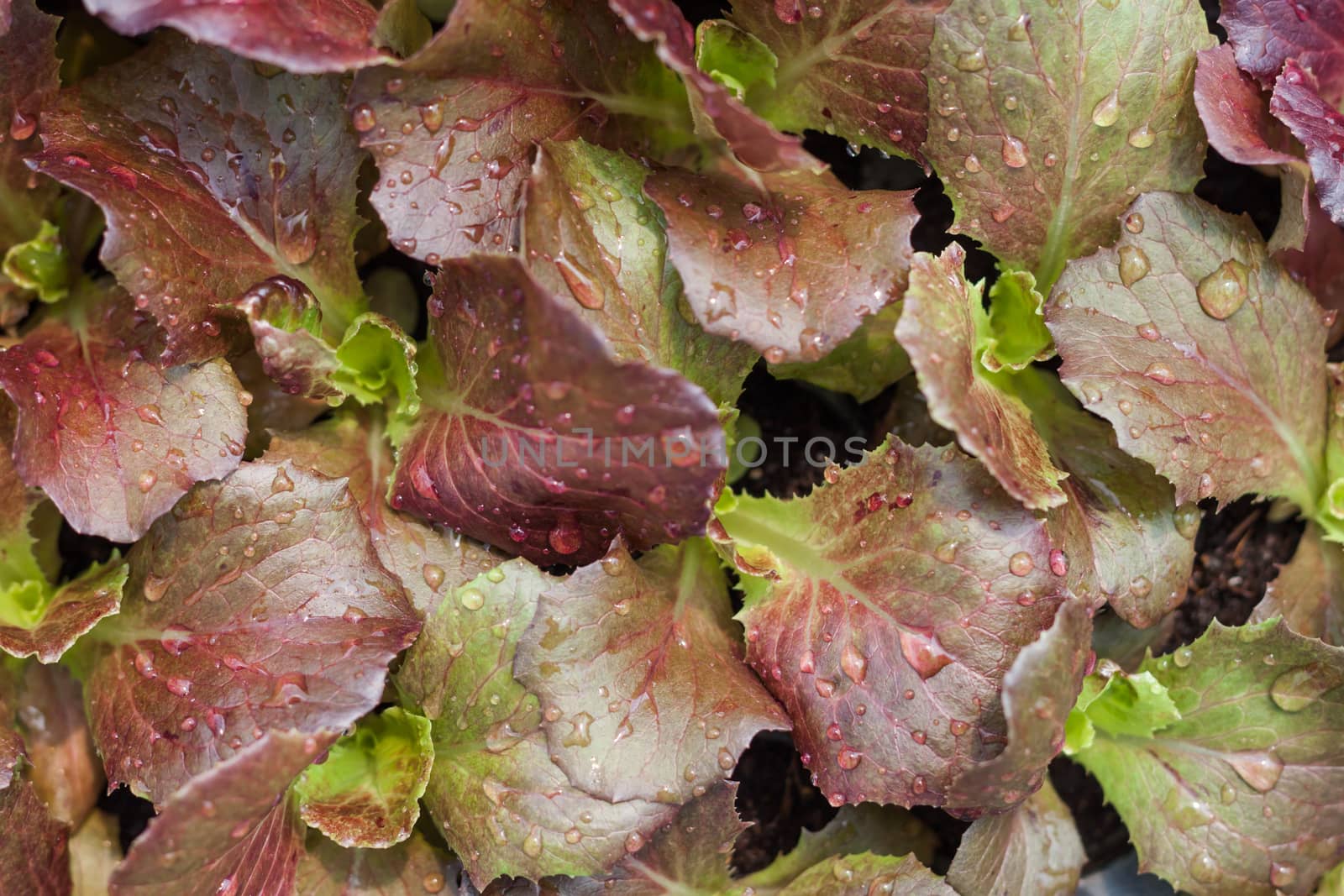 Young red coral salad plant in organic farm, stock photo