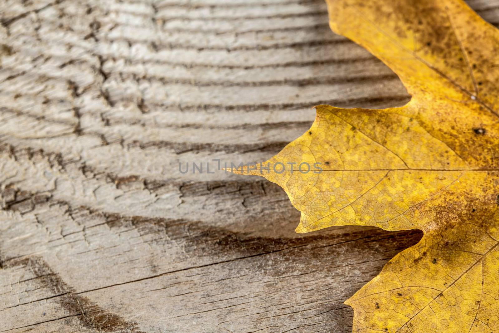 Autumn maple leaf over wooden background with copy space