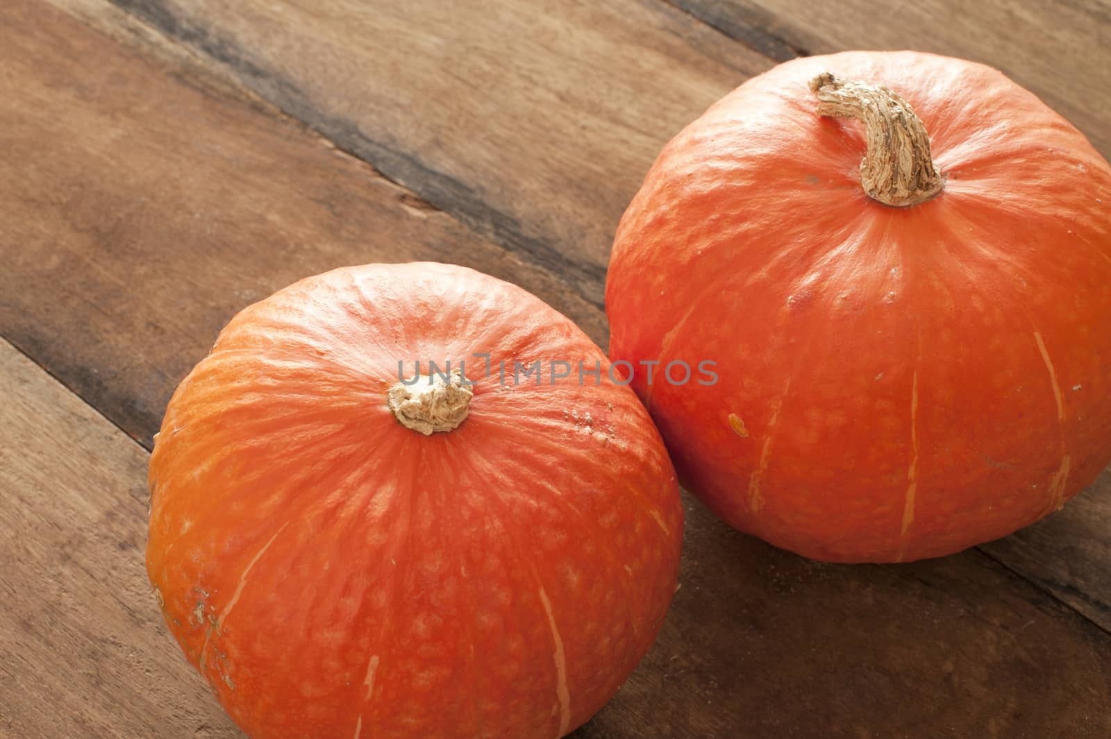 Two whole fresh orange autumn pumpkin or squash side by side on an old rustic wooden table, high angle view with copy space